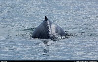 Photo by Albumeditions | Not in a City  Wildlife, Marine wildlife, Alaska